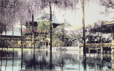 Wisteria blossom over the pond in the Kameido Temple Gardens, Tokyo by Japanese Photographer